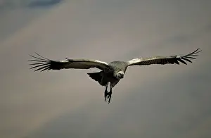 Coprotheres: Cape Vulture - In flight