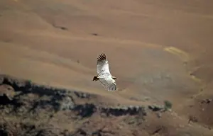 Coprotheres: CAPE VULTURE - IN FLIGHT