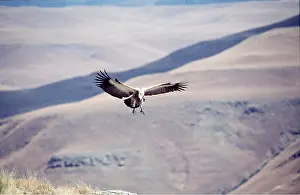 Twala Trust Asbl: CAPE VULTURE - in flight over landscape