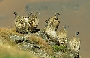 Coprotheres: Cape VULTURE - flock of seven perched, Vulnerable species