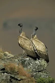 Coprotheres: Cape Vulture - Two perched on rock