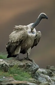 Coprotheres: Cape Vulture - Perched on rock