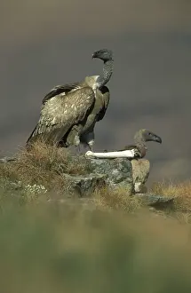 Coprotheres: Cape Vulture - With skeleton bone