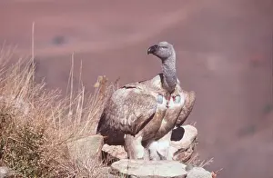 Vultures: CAPE VULTURE - standing on rocks
