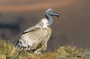 Ingrid Van Den Berg: Cape VULTURE - side view, sitting on grass