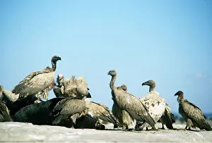 Carcass: CAPE VULTURES - group around carcass