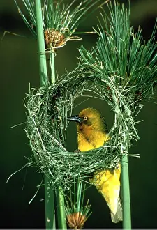 Circles: CAPE WEAVER - building nest with grass