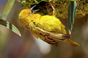Capensis: Cape Weaver building a nest in Western Cape
