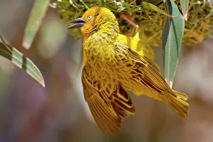 Capensis: Cape Weaver building a nest in Western Cape