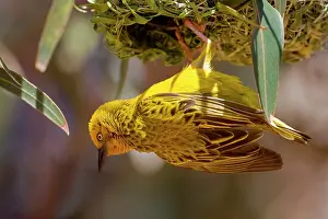 Capensis: Cape Weaver building a nest in Western Cape