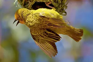 Capensis: Cape Weaver building a nest in Western Cape
