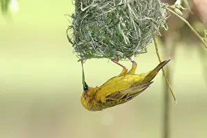 Constructing: Cape Weaver - nest building. Upside down, constructing nest
