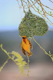 Capensis: Cape weaver (Ploceus capensis), adult male courting