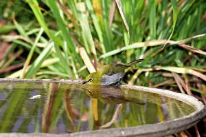 Baths: Cape White-eye - drinking at birdbath