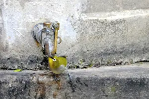 Zosterops: Cape White-eye - Drinking water from garden tap