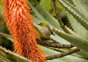 Aloes: Cape White-eye - feeding on Cape Aloe. Cape Town