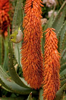 Aloes: Cape White-eye - feeding on Cape Aloe. Cape Town