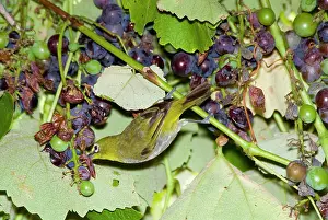 Zosterops: Cape White-eye feeding on grapes