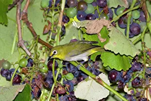Visiting: Cape White-eye visiting fruiting grape vine