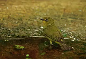 Kwazulu: Cape white-eye (Zosterops virens), Cape White-eye