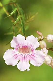 Streptocarpus: Capeprimrose