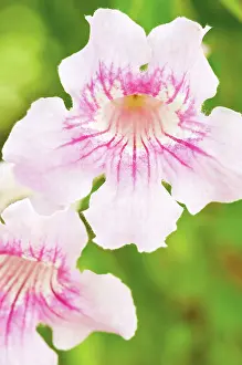 Streptocarpus: Capeprimrose