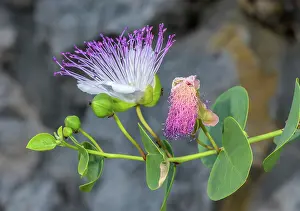 Bob Gibbons: Caper, Capparis spinosa, in flower on old wall