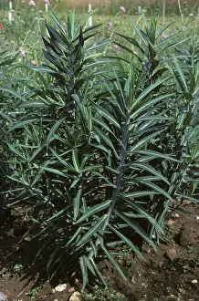 Spurge: Caper spurge plants