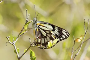 Java: Caper White Butterfly