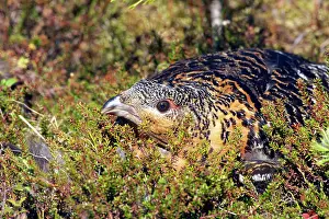 Urogallus: Capercaille - Hen on Nest