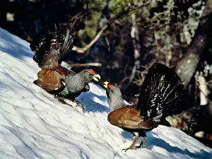 Capercaillies: CAPERCAILLIE