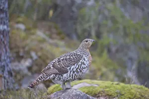 Capercaillie: Capercaillie - adult hen - Dalarna, Sweden