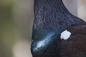 Capercaillie: Capercaillie - detail of breast - Dalarna, Sweden