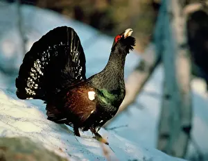 Capercaillies: CAPERCAILLIE - calling