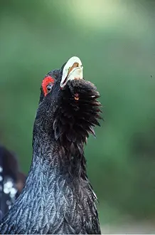 Chris Knights: CAPERCAILLIE - calling