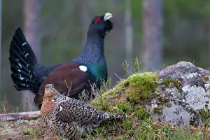 Capercaillie: Capercaillie cock courting hen