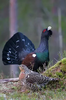 Capercaillie: Capercaillie cock courting hen