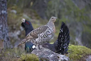 Capercaillie: Capercaillie - cock courting hen - Dalarna, Sweden