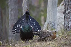 Lekking: Capercaillie - cock courting hen - Dalarna, Sweden