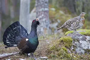 240118: Capercaillie - cock courting hen - Dalarna, Sweden