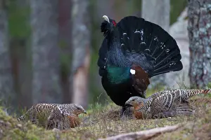 Capercaillie: Capercaillie cock courting hens
