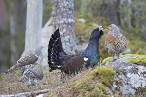 Capercaillie: Capercaillie - cock courting hens - Dalarna, Sweden