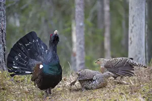 Lekking: Capercaillie - cock courting hens - Dalarna, Sweden