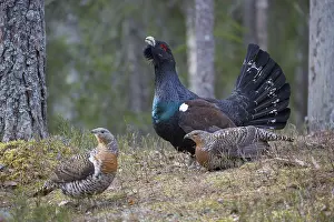 Lekking: Capercaillie - cock courting hens - Dalarna, Sweden