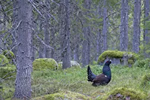 Capercaillie: Capercaillie cock displaying