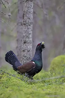 Capercaillie: Capercaillie cock displaying