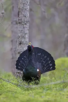Capercaillie: Capercaillie cock displaying