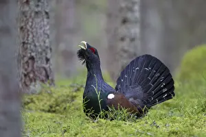 Capercaillie: Capercaillie cock displaying