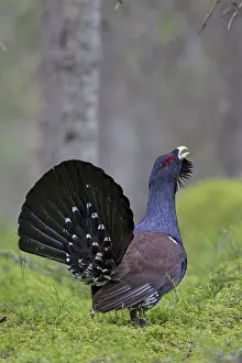 Capercaillie: Capercaillie cock displaying