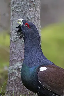 Capercaillie: Capercaillie cock displaying